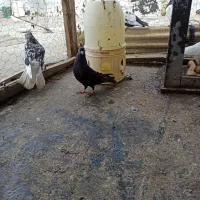 زاغ|پرنده|همدان, |دیوار