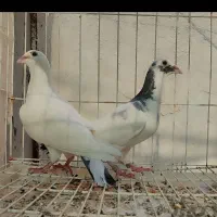 استعلام کبوتر مسافتی