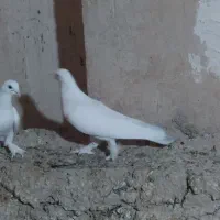 کبوتر|پرنده|گهواره, |دیوار