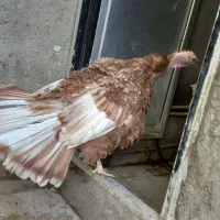 خروس و بوقلمون|حیوانات مزرعه|قم, قلعه کامکار|دیوار