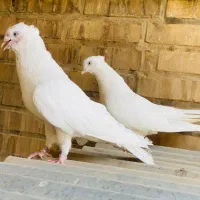 جفت سفید اراکی اصیل|پرنده|اهواز, کیان اباد|دیوار