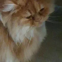 گربه پرشین|گربه|دزفول, |دیوار