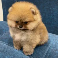 پامرین پرتغالی|سگ|رشت, لاکانی|دیوار