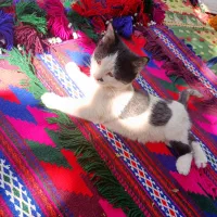 واگذاری بچه گربه دو ماهه|گربه|شیراز, رکن‌آباد|دیوار