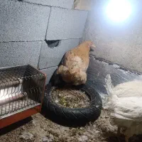 مرغ سفید|حیوانات مزرعه|شیراز, کوشک میدان|دیوار