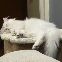 گربه بریتیش|گربه|تهران, شهرک غرب|دیوار