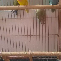 کوتوله برزیلی|پرنده|شیراز, درکی|دیوار
