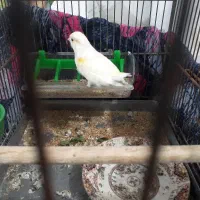 ماده قناری|لوازم جانبی حیوانات|گیان, |دیوار