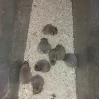 همستر کمپل و سوری|موش و خرگوش|اصفهان, احمدآباد|دیوار