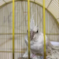 عروس هلندی|پرنده|کرج, باغستان|دیوار