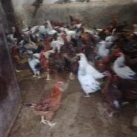 خروس محلی|حیوانات مزرعه|شهمیرزاد, |دیوار