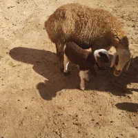 دوتا میش بره دار