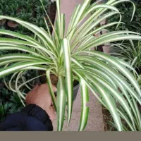 گل ارزانتر از کل اصفهان قیمت تولید گلخونه محلات|گل و گیاه طبیعی|اصفهان, باغ فدک|دیوار