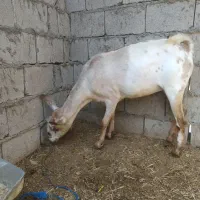 کهره  سومالی جمولی اوس سر گوران