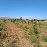 زمین کشاورزی با سهمیه آب موتور