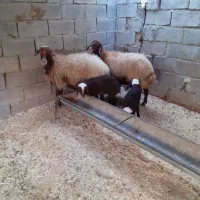 فروش دو عدد گوسفند با بره|حیوانات مزرعه|دره شهر, |دیوار