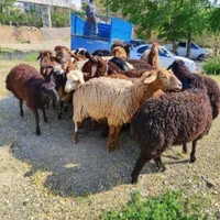 از ییلاق تا پایتخت بازنده ومرغوب گوسفندچاق|حیوانات مزرعه|تهران, زاهد گیلانی|دیوار