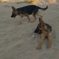 سگ ژرمن|سگ|بوشهر, |دیوار