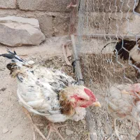 خروس لاری|حیوانات مزرعه|سراوان, |دیوار