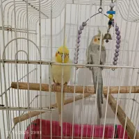 عروس هلندی|پرنده|صباشهر, |دیوار