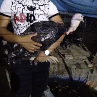 بوقلمون اردک غاز