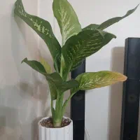 گل دیفن باخیا