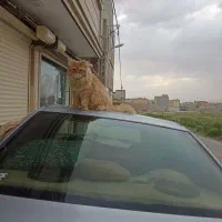 گربه پرشین گارفیلد