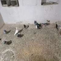 پرنده|پرنده|نیشابور, میدون بار|دیوار