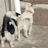 سگ پاکوتاه|سگ|بستان آباد, |دیوار