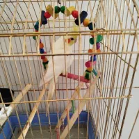 گرینچیک نر و عروس هلندی ماده