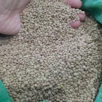 حبوبات  سیر همدان  ۱۰۰  درجه یک به شرط پ
