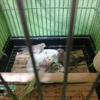 جوجه عروس هلندی 4روزه|پرنده|تهران, مولوی|دیوار