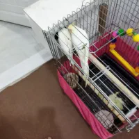 فروش عروس هلندی..دستی