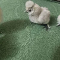 جوجه ابریشمی ۴روزه