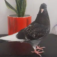 کبوتر|پرنده|شیراز, انجیره|دیوار