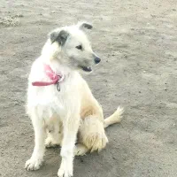 سگ زرنگ|سگ|کرمانشاه, |دیوار