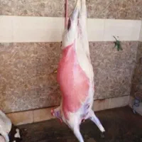 همه وزن گوسفند‌نذری عقیقه با هر توان مالی|حیوانات مزرعه|قم, جمکران|دیوار