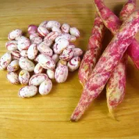 لوبیا چیتی تر