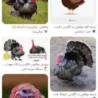 بوقلمون طبیعی و ارگانیک