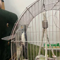 پرنده|پرنده|تهران, جمهوری|دیوار