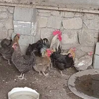 مرغ محلی جایزان