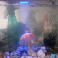 آکواریوم و اوازم