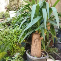 گل طبیعی|گل و گیاه طبیعی|رشت, دیانتی|دیوار