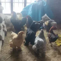 مرغ و خروس برهما