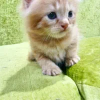 بچه گربه پرشین و اسکاتیش