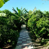 علفزنی (سریع.تضمینی.خوش قیمت)