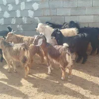 فروش کهره نر و ماده