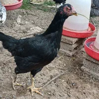 مرغ لاری، سیبرایت، مرغ و خروس گلین طاووس