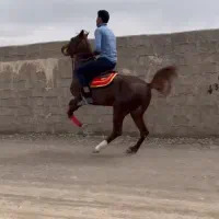 اسب نریون|اسب و تجهیزات اسبسواری|زرند, |دیوار