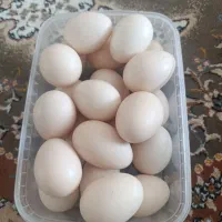 فروش تخم مرغ محلی